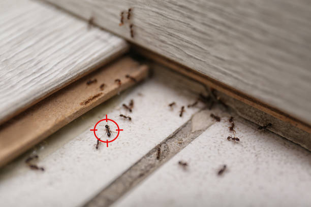 Pest Control Cost in Princeton, MO